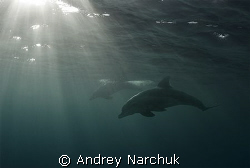 Behind a wave. Dolphin & sun rays by Andrey Narchuk 